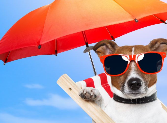 Wallpaper Dog, 5k, 4k wallpaper, 8k, puppy, sun, summer, beach, sunglasses, umbrella, vacation, animal, pet, sky, Animals 2002612061